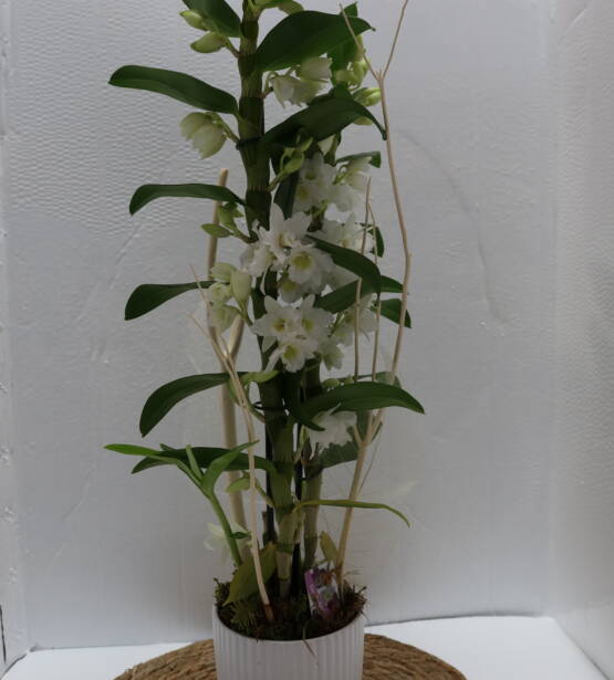 Dendrobium cette magnifique orchidée vous comblera par sont raffinement et son originalité pour vous faire plaisir ou pour offrir disponible chez votre fleuriste L'univers d'une Liss Cambrai