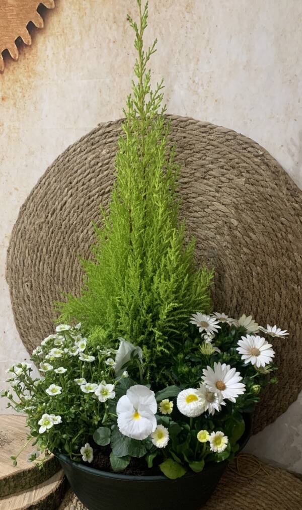 White Composition de plante extérieur idéal pour fleurie vos défunt création by L'univers d'une Liss cambrai