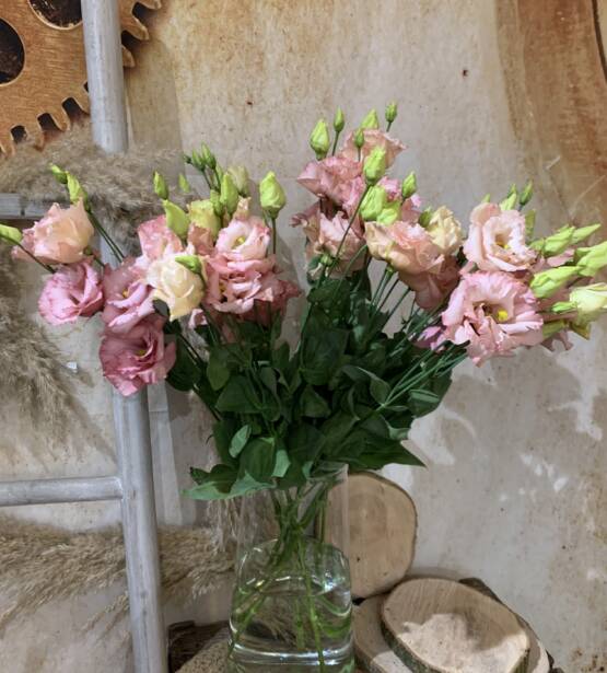 Lysianthus rose , magnifique fleurs coupée. Elle a une bonne tenue en vases , disponible chez votre fleuriste L'univers d'une Liss Cambrai