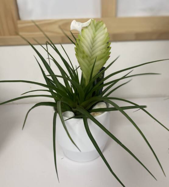 Tillandsia cyanea une plante délicate et robuste a la fois elle vous surprendra par ses fleurs qui s'épanouirons on fur et a mesure de sa vie découvrez vite cette magnifique plante chez L'univers d'une Liss Cambrai