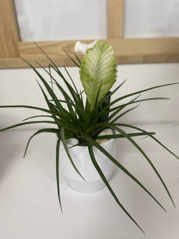 Tillandsia cyanea une plante délicate et robuste a la fois elle vous surprendra par ses fleurs qui s'épanouirons on fur et a mesure de sa vie découvrez vite cette magnifique plante chez L'univers d'une Liss Cambrai