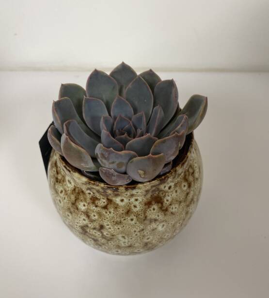 Echeveria une jolie plante grasse avec peut d'entretien pour sublimé votre intérieur ou pour offrir disponible chez votre fleuriste L'univers d'une Liss Cambrai