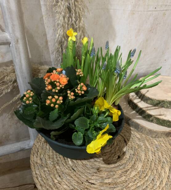 Assemblage de plante idéal pour vos défunt .un dernier hommage pour pour refleurir les tombe