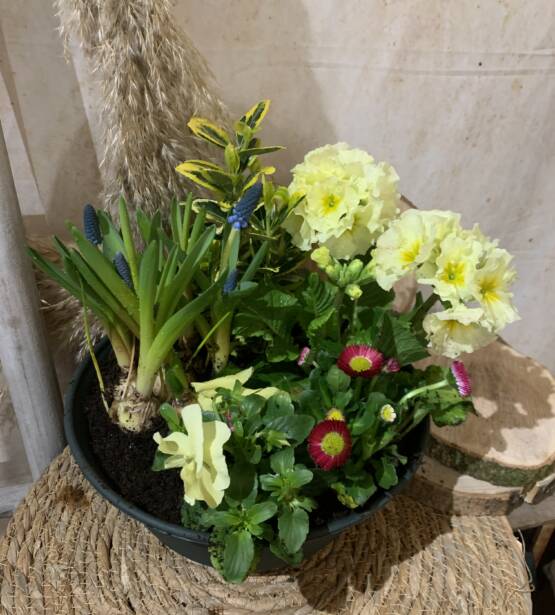 Coupe de plante extérieure cette composition vous permettra d'honoré une dernier fois un defunt ou pour refleurie vos défunt disponible chez votre fleuriste L'univers d'une Liss cambrai